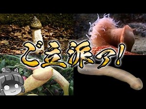 【珍生物】見た目がご立派過ぎる生き物10選 ～パート2～