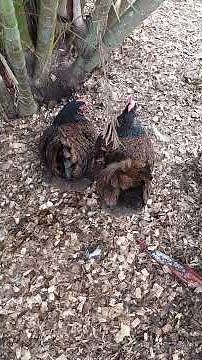 What Are The Best Chicken Breeds To Have As Pets?