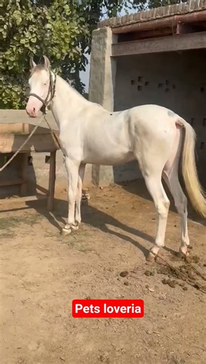 Ehite Neigh Horse love #pets_loveria