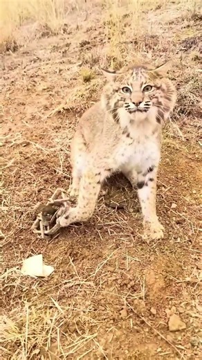 The Bobcat: North America’s Most Mysterious Wildcat 🐾🔥