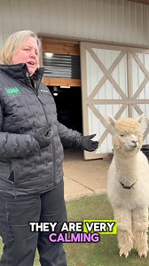 2.2K views · 168 reactions | Great question! Why do we raise alpacas?...