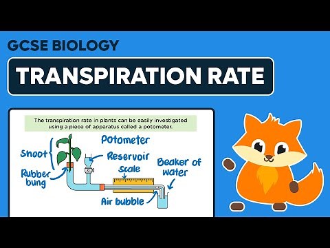 Investigating Transpiration Rate - GCSE Biology