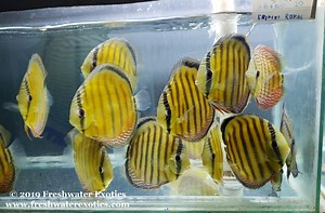 Wild Discus Export Facility Tour: Santarém Discus! - Freshwater Exotics