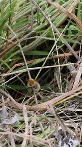 The Common carder bumblebee nests on the ground, often in thick, tangled grass 🐝 In spring, bumblebee queens look for these precious nest sites in our outdoor spaces. Why not let a patch of grass grow long to help them out? 🏠 What are you doing in your outdoor space to help bumblebees? 📽️ Katy Malone | Bumblebee Conservation Trust