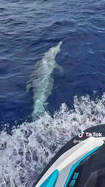 #dolphins #run #jet #dauphin #reunion