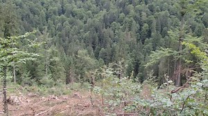 Timber transport by cable car in the woods, Timber harvesting