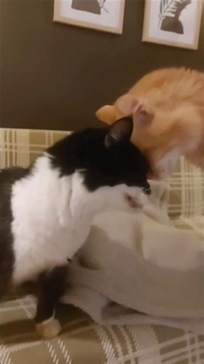 Headbutt, affection, pure love between cats and making biscuits