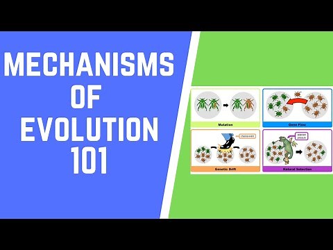 Mechanisms of Evolution 101