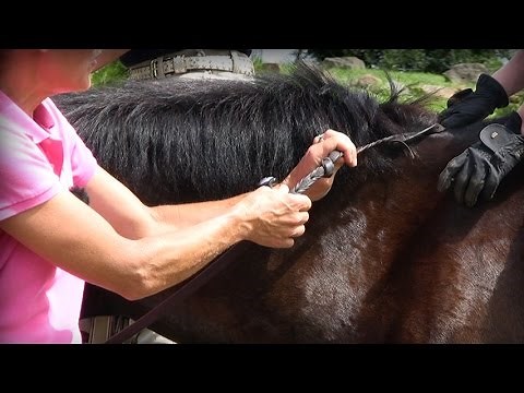 Where to Hold the Reins in a Jumping Position on a Horse