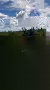 4.4M views · 87K reactions | MASSIVE PYTHON Look at the size of this Burmese python seen crossing a road within Everglades National Park!! Kym Clark took this video on Monday as the roughly 15-foot snake slithered across the road near the main visitors center. : Instagram/Kym_Clark | Gage Goulding KPRC2 | Facebook