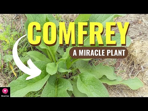 The Healing Power of Comfrey Exploring the Benefits and Uses of This Versatile Plant | Blissed Zone