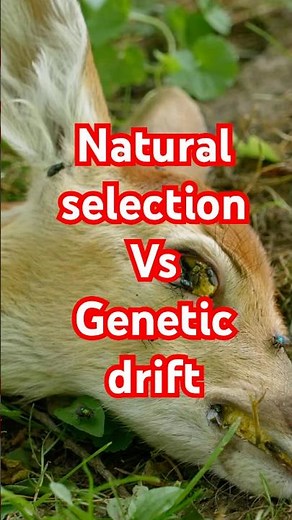 Natural Selection vs Genetic Drift Explained