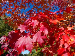 Red Sunset Maple vs. Autumn Blaze Maple: What's the Difference?