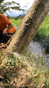 Bore cut method felling hard leaning tree without barberchair. #chainsaw #felling | Yulianto