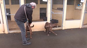 😀Les déplacements vers les refuges pour l'adoption d'animaux sont autorisés, pour la plus grande joie des chiens, chats et Cie... qui attendent de trouver une maison 🐕🐈🐇 ► https://bit.ly/2yoWr1v Solidarité Animaux Pays de la Loire (44, 49, 53, 72, 85) | France 3 Pays de la Loire