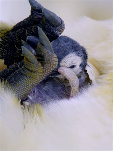the birth of a king penguin | penguin