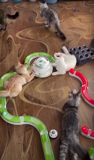 mainecoonbreeeder on TikTok