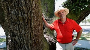 9.4K views · 147 reactions | This is the time of year when you can expect to begin seeing swarms of Formosan subterranean termites. LSU AgCenter horticulture agent Chris Dunaway demonstrates how to inspect your trees for termites. | LSU AgCenter | Facebook