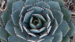 Agave Plant 101: Everything You Need to Know