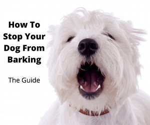 How To Stop Your Dog From Barking: Techniques That Work - gentledogtrainers.com.au