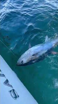 Bluefin Tuna Fishing CATCH AND RELEASE