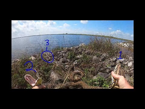 Lots of Pythons! 3 In One Spot! - Python Hunting in the Florida Everglades - Episode 4