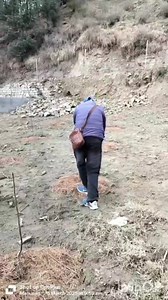 149K views · 1.4K reactions | pruning and traning Neeraj Gupta ji के बगीचे मे #proner #situchauhan | Situ Chauhan Orchardist | Facebook