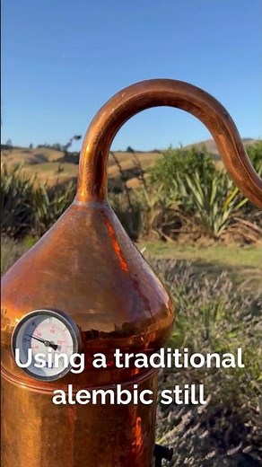 Rosemary Oil Distillation: The Art of Alembic using a traditional copper still