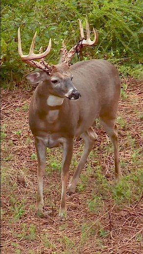Bowhunting a Giant Buck!!!🦌 #realtree #deerhunting