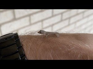 Asian House Gecko & hear their call chirp barking sounds!