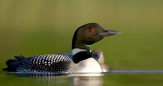 Common Loon Sounds, All About Birds, Cornell Lab of Ornithology