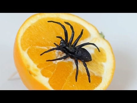 SPIDER IN ORANGE!