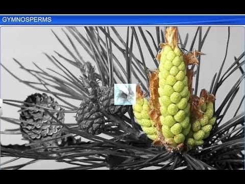 CBSE Class 11 Biology || Gymnosperms || By Shiksha House