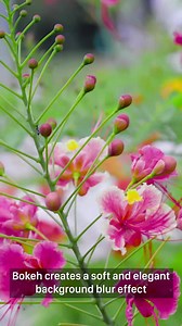 Learn how you can transform an ordinary video to a cinematic one by the use of a bokeh effect. Catch HISTORY’s award-winning director, Chris Humphrey as he shows you how! #HuaweiFilm | HISTORY