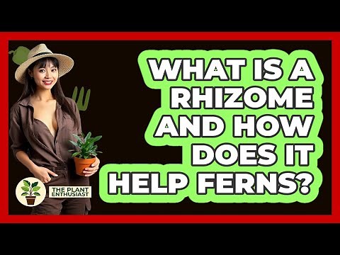 What Is A Rhizome And How Does It Help Ferns? - The Plant Enthusiast