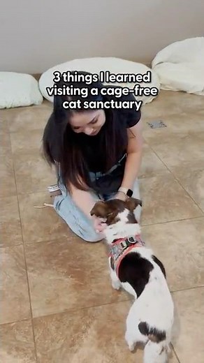 Visiting A Cage-Free Cat Sanctuary | The Pack