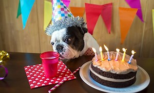 12 Best Dog Cake Recipes: Homemade Cake For Your Pup!