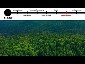 Gymnosperms: Long-Distance Pollination