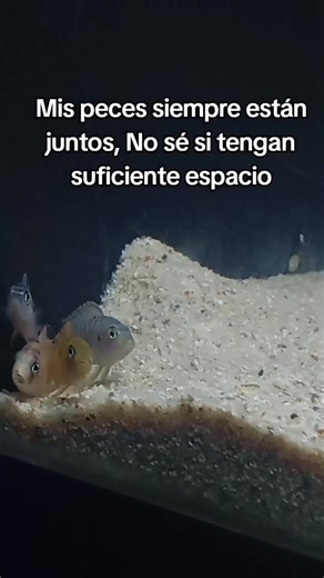 Cuidado de Peces en Acuario: Espacio y Comportamiento