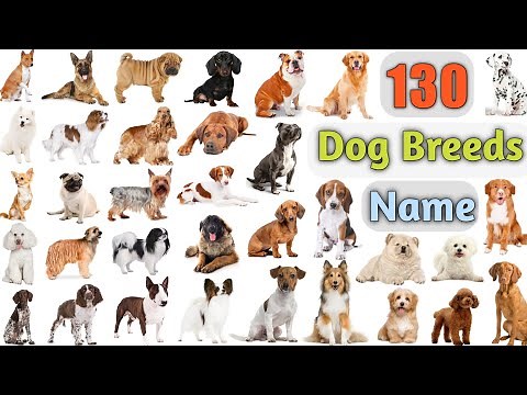 Dog Breeds Vocabulary ll 130 Dogs Breeds Names In English With Pictures ll 100 Popular Dogs