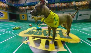 893K views · 4.8K reactions | Go inside the cutest game on turf with Puppy Bowl XIII Pup's Eye View Virtual Reality! | Animal Planet | Facebook