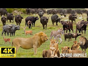 4K African Wildlife: The World's Greatest Migration from Tanzania to Kenya With Real Sounds
