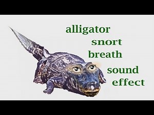 How a Alligator Sound mp3 / Sound Effect / Animation