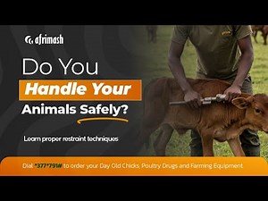 Do You Handle Your Animals Safely? Learn proper restraint techniques