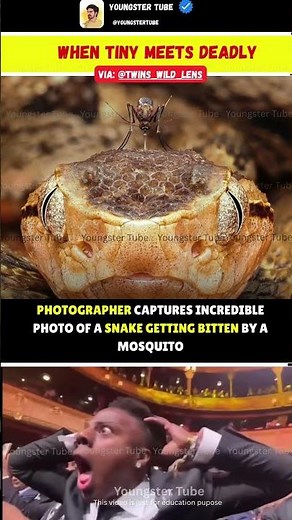 🌍 The Tiny Insect That Landed on One of the World’s Most Dangerous Snakes 😳🐍 | Nature Explained!