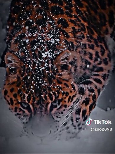 Explore the Majestic Amur Leopard in Russia