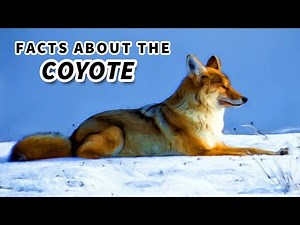 Coyote Facts: HOW to tell a COYOTE from a FOX or a WOLF (and more!)