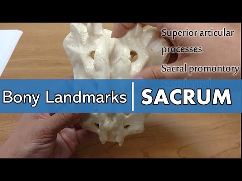 Bony Landmarks of the Sacrum