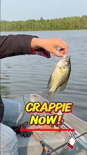 Catch BIG Crappie FAST - Best Tips For Fall Fishing! 🎣 #shorts #fishing