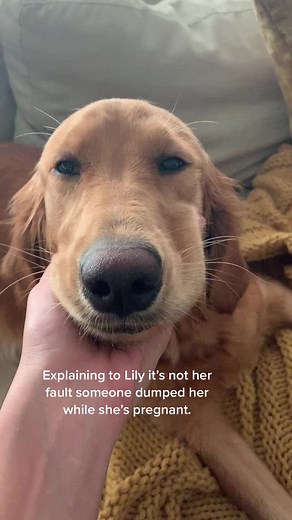 Golden Retriever Pregnancy Update: Lily the Rescued Mom-to-Be